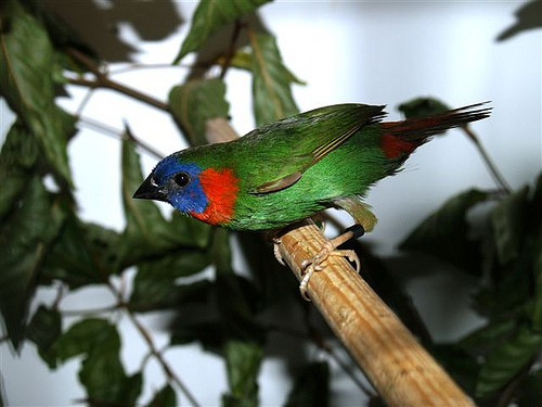 rod erythrura Sedyho Ptačí Svět